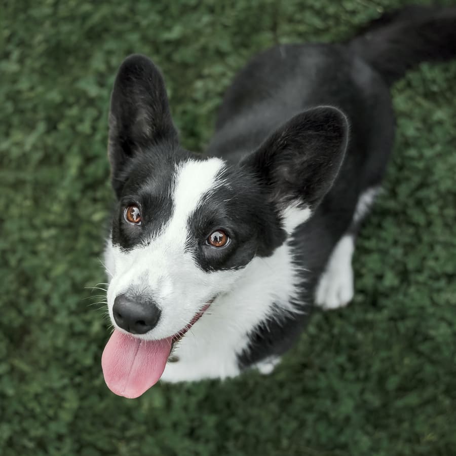 A happy dog sitting on the grass and looking up; dog dental care in Southern Wisconsin