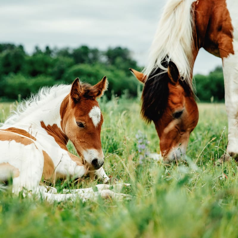 Equine breeding & reproduction Southern Wisconsin 