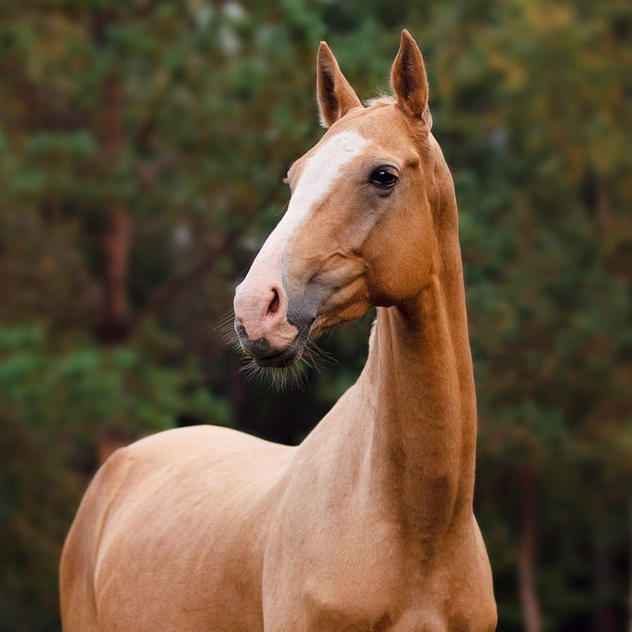 Equine Internal Medicine, Southern Wisconsin Vets