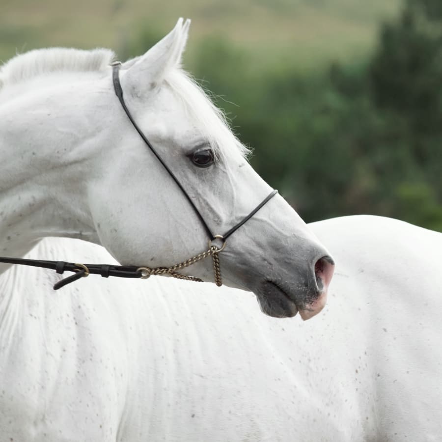 Equine Surgery, Southern Wisconsin Vets