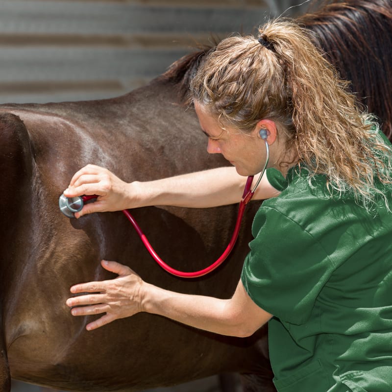Equine Vaccination & Parasite Prevention, Southern Wisconsin Vets