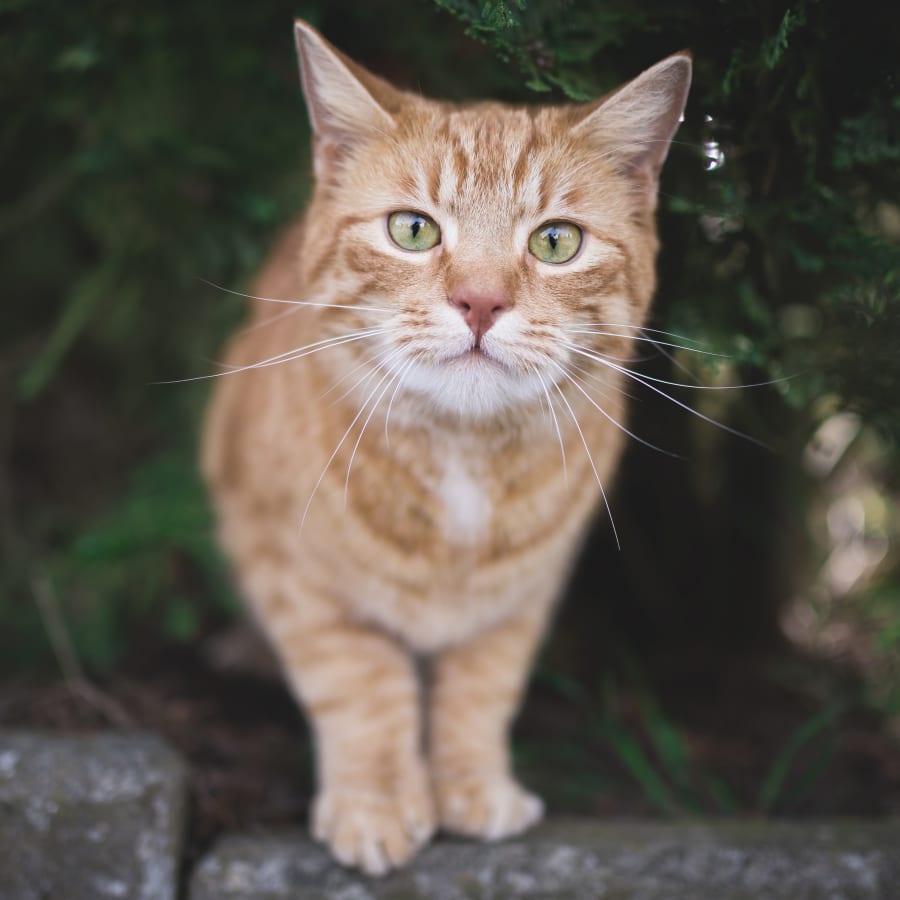 Cat & Dog Wellness Exams, Janesville