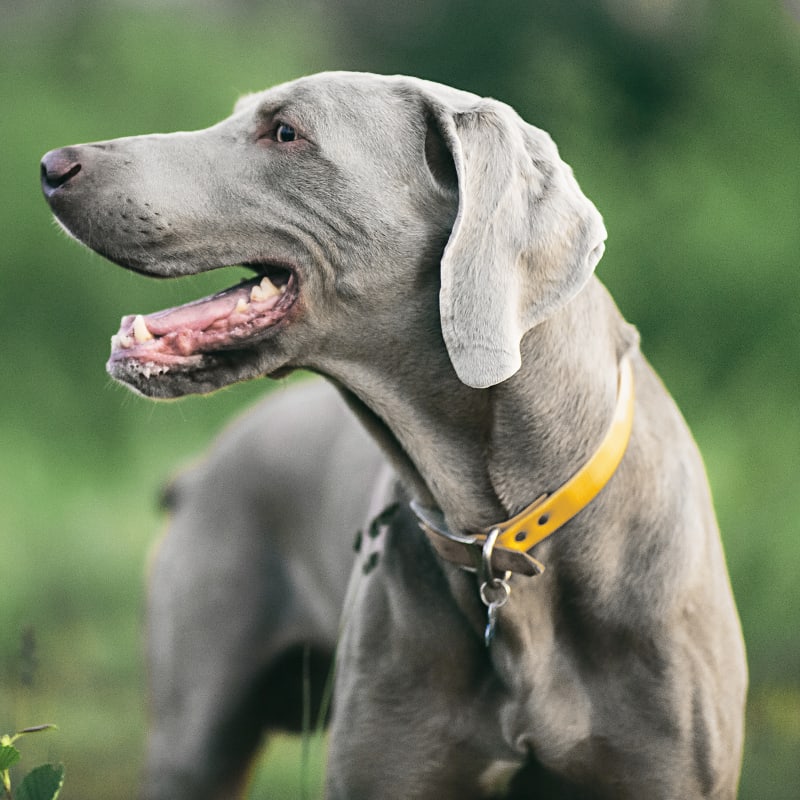 Geriatric Care for Pets, Janesville