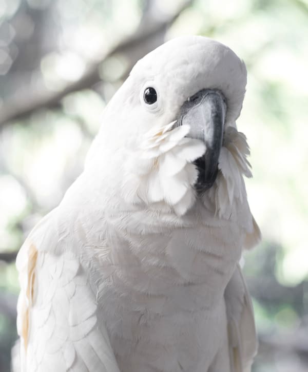 Avian & Exotics