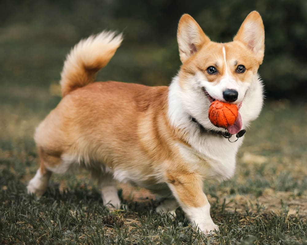 Dog at Janesville Veterinary Clinic