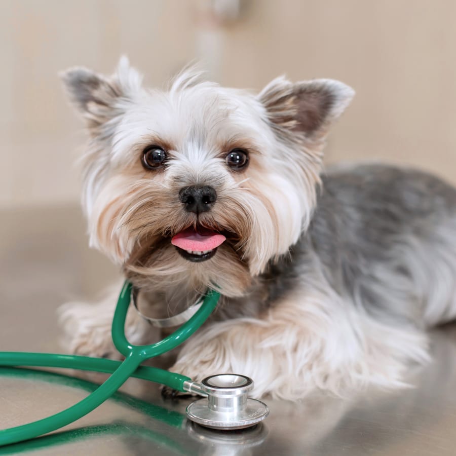 Diagnostic & Lab Technology, Janesville Vet