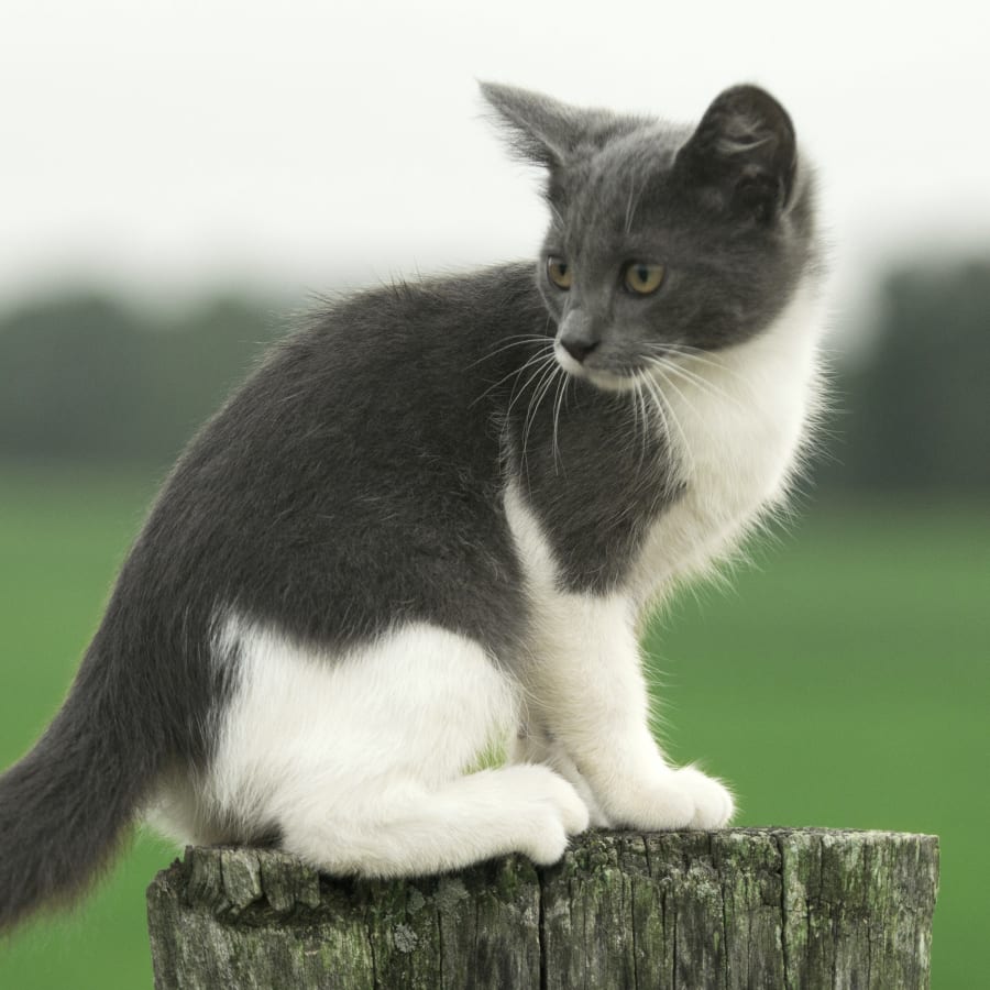 Puppies & Kittens, Janesville Veterinarians