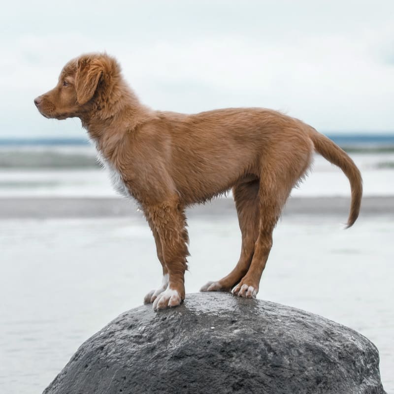 Spinal Manipulation Therapy for Pets, Janesville