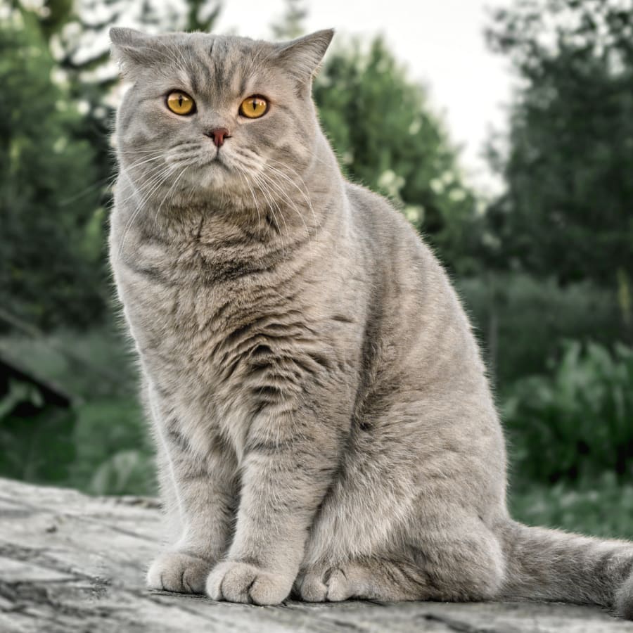 A cat sitting on a log after vet surgery in Southern Wisconsin