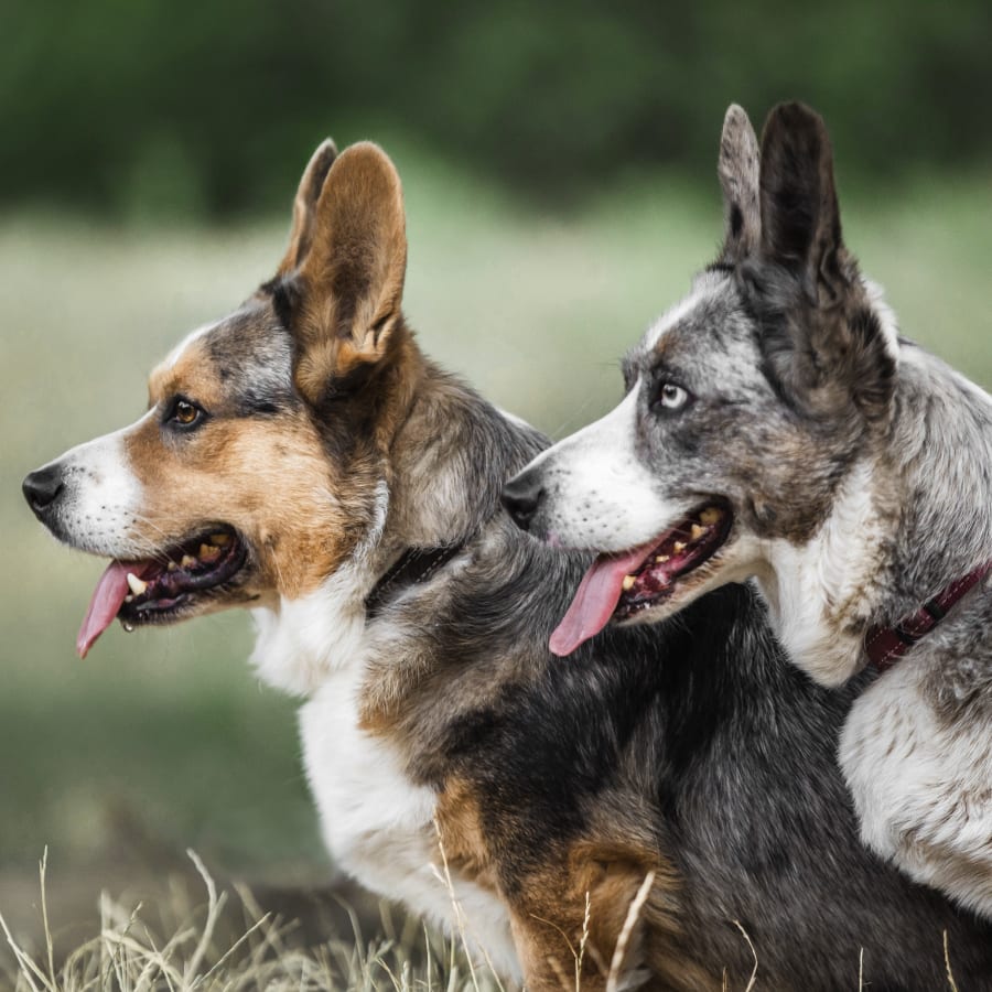 Pet Vaccinations in Janesville