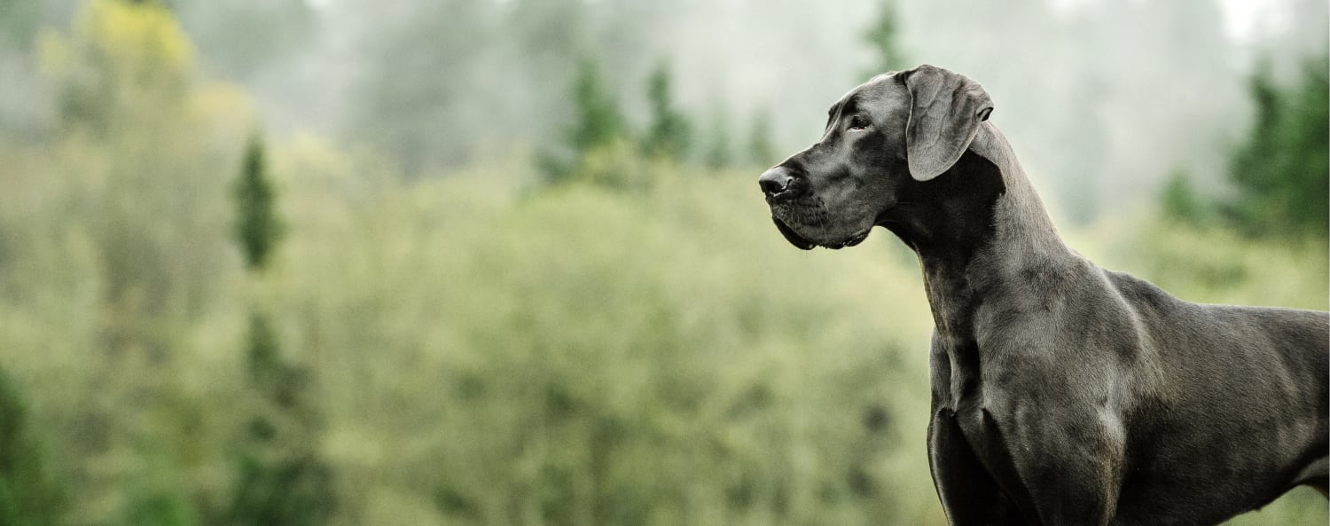 Great dane vets near me cheap
